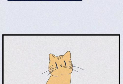 流浪貓漫畫(huà),流浪貓的溫馨漫畫(huà)故事