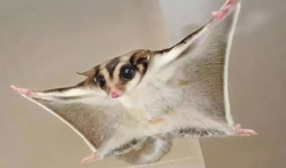 萌寵短視頻,短視頻里的可愛日常