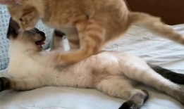 萌寵短視頻,短視頻里的可愛日常