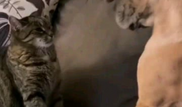 萌寵短視頻,短視頻里的可愛日常